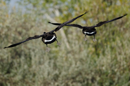 Two Canada Geese Coming In for a Landingの写真素材