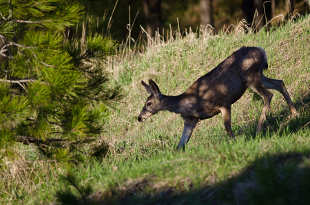 Deer Making Its Way Down the Hill in the Shadowsの写真素材