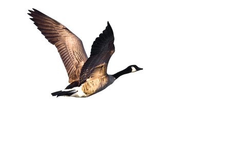 Canada Goose Flying on a White Backgroundの写真素材