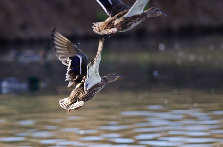 Mallard Duck Taking to Flight From the Waterの写真素材