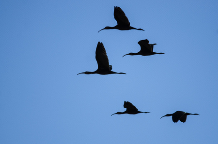 Flock of Five White-faced Ibis Silhouetted in a Blue Skyの写真素材