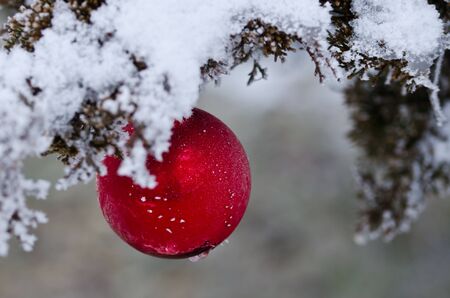 Frozen Red Christmas Ornament Decorating a Snowy Outdoor Treeの写真素材