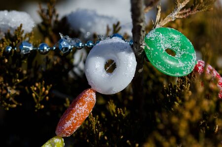 String of Candy Decorating an Outdoor Christmas Treeの写真素材