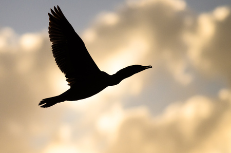 Double-Crested Cormorant Silhouetted in the Sunset Sky As It Fliesの写真素材
