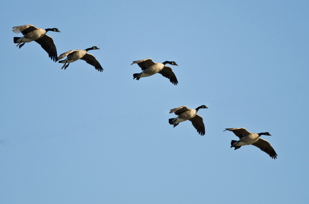 Five Canada Geese Coming in for a Landingの写真素材