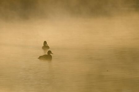 Pair of Ducks Silhouetted in the Silent Morning Mistの写真素材
