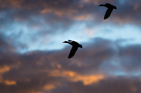 Silhouetted Ducks Flying in the Sunset Skyの写真素材