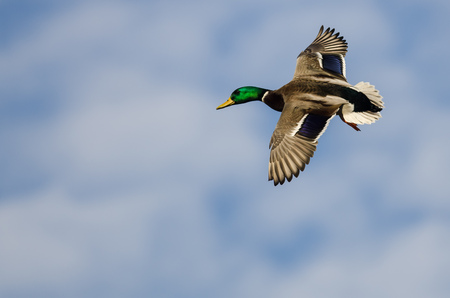 Mallard Duck Flying in a Cloudy Blue Skyの写真素材