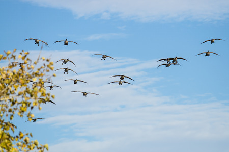 Large Flock of Canada Geese Coming in for a Landingの写真素材