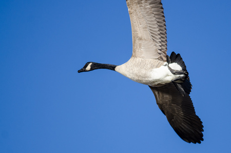 Canada Goose Flying in a Blue Skyの写真素材