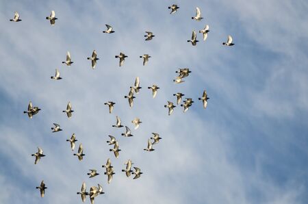 Flock of Rock Pigeons Flying in a Blue Skyの写真素材