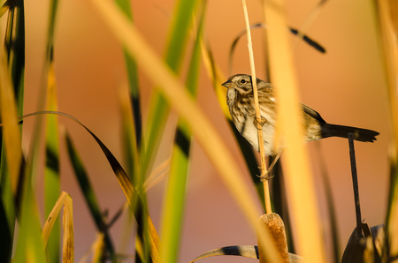 Sparrow Resting Among the Fall Foliageの写真素材