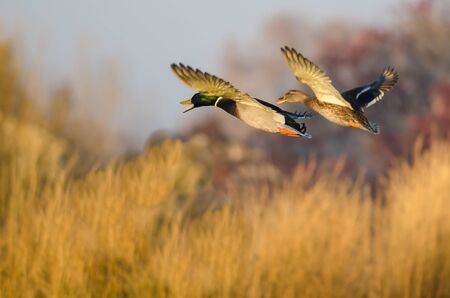 Mallard Ducks Flying Over the Autumn Countrysideの写真素材