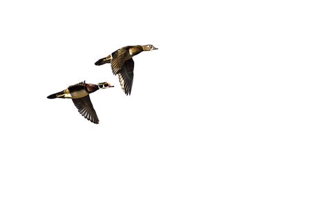 Pair of Wood Ducks Flying on a Light Backgroundの写真素材