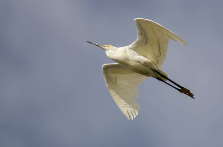 Snowy Egret Flying in Blue Skyの写真素材