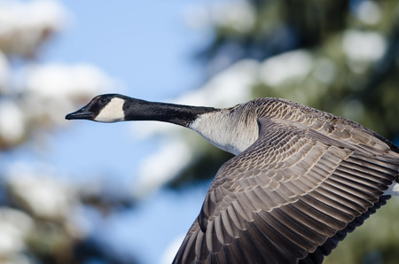 Canada Goose Flying Past the Snowy Winter Treesの写真素材