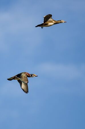 Pair of Wood Ducks Flying in a Blue Skyの写真素材