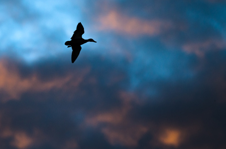 Silhouetted Duck Flying in the Sunset Skyの写真素材