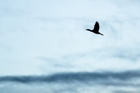 Double-Crested Cormorant Silhouetted in the Evening Sky As It Fliesの写真素材