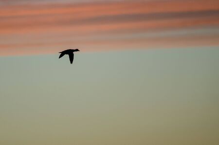 Mallard Duck Silhouetted in the Sunset Sky As It Fliesの写真素材