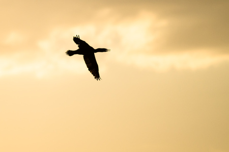 Double-Crested Cormoran Silhouetted in the Sunset Sky As It Fliesの写真素材