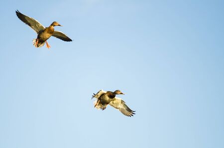 Two Mallard Ducks Flying in a Blue Skyの写真素材