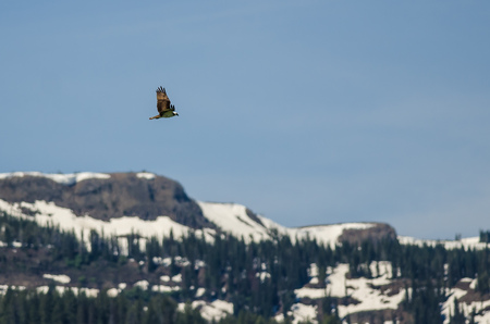 Lone Osprey Flying High Over the Snow Covered Mountainsの写真素材