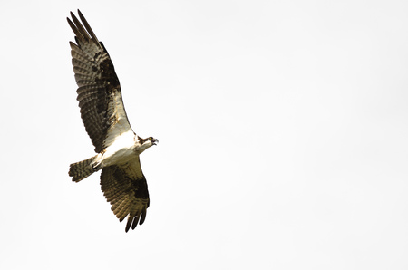 Lone Osprey Calling While Flying on a White Backgroundの写真素材