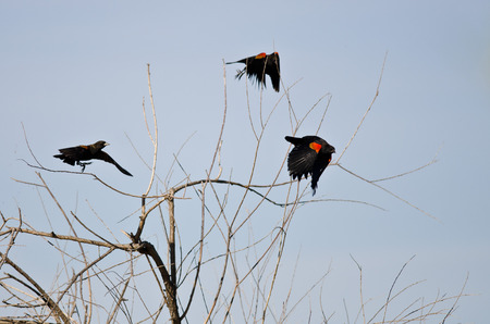 Three Red-Winged Blackbirds Taking to Flightの写真素材