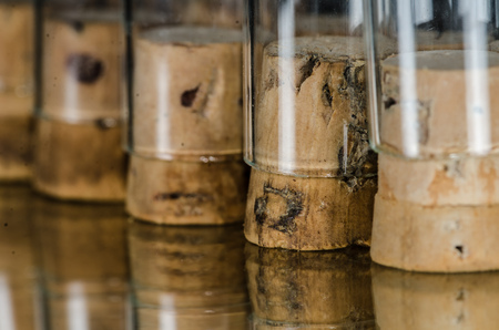 Inverted Corked Vials Standing in a Rowの写真素材