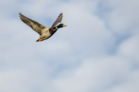 Mallard Duck Flying in a Blue Skyの写真素材