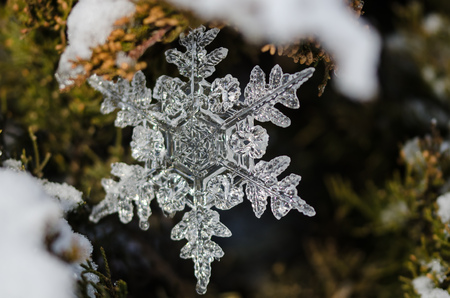 Clear Christmas Star Ornament Decorating an Outdoor Treeの写真素材