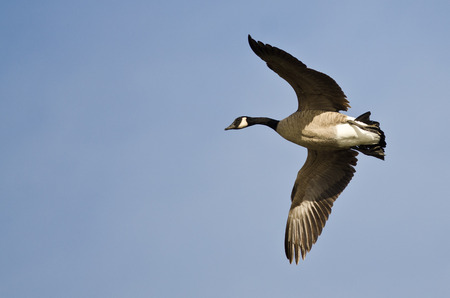 Canada Goose Flying in a Blue Skyの写真素材
