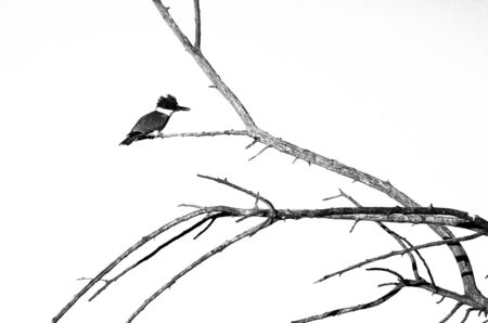 Belted Kingfisher Perched in a Tree Against a White Backgroundの写真素材