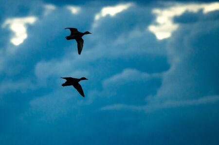 Pair of Silhouetted Ducks Flying in the Dark Evening Skyの写真素材