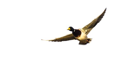Mallard Duck Flying on a Light Backgroundの写真素材