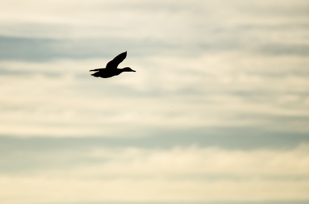 Mallard Duck Silhouetted in the Sunset Sky As It Fliesの写真素材