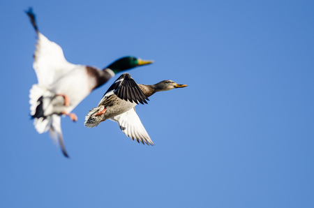 Pair of Mallard Ducks Flying in a Blue Skyの写真素材