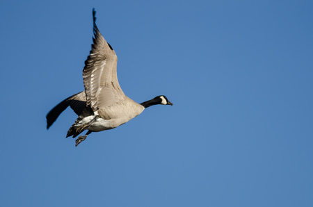 Lone Canada Goose Flying in a Blue Skyの写真素材