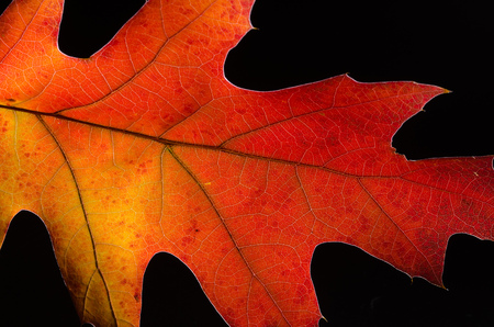 Close Look at the Beauty of a Colorful Autumn Leaf