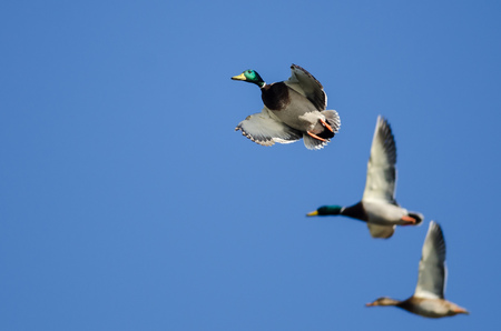 Mallard Duck Flying in a Blue Sky
