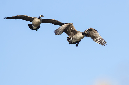 Two Canada Geese Flying in a Blue Skyの写真素材