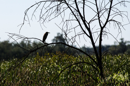 Silhouette of Black-Crowned Night Heron Surverying the Marshの写真素材