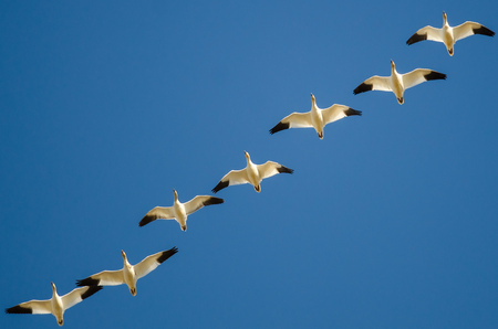 Flock of Snow Geese Flying in a Blue Skyの写真素材