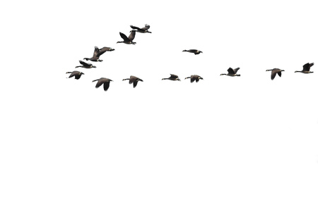 Large Flock of Canada Geese Flying on a White Backgroundの写真素材