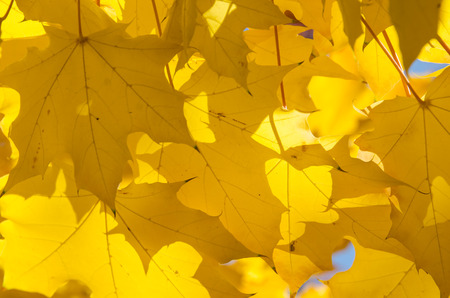 Golden Maple Leaves Exhibiting the Elegance of Autumnの写真素材