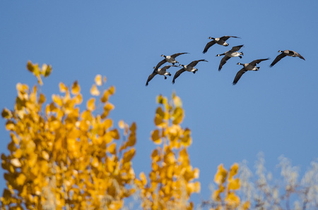 Flock of Canada Geese Flying Past a Golden Autumn Trees