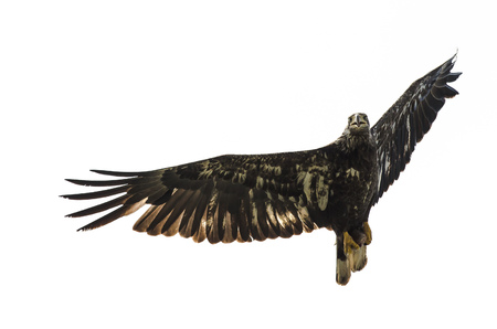 Young Bald Eagle Flying on a White Backgroundの写真素材