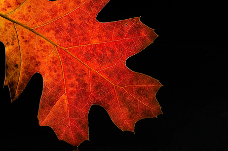 Close Look at the Beauty of a Colorful Autumn Leafの写真素材