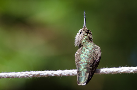 Alert Little Hummingbird Looking for Trouble While Perched on a Piece of Clotheslineの写真素材